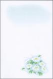E白菊 E白菊